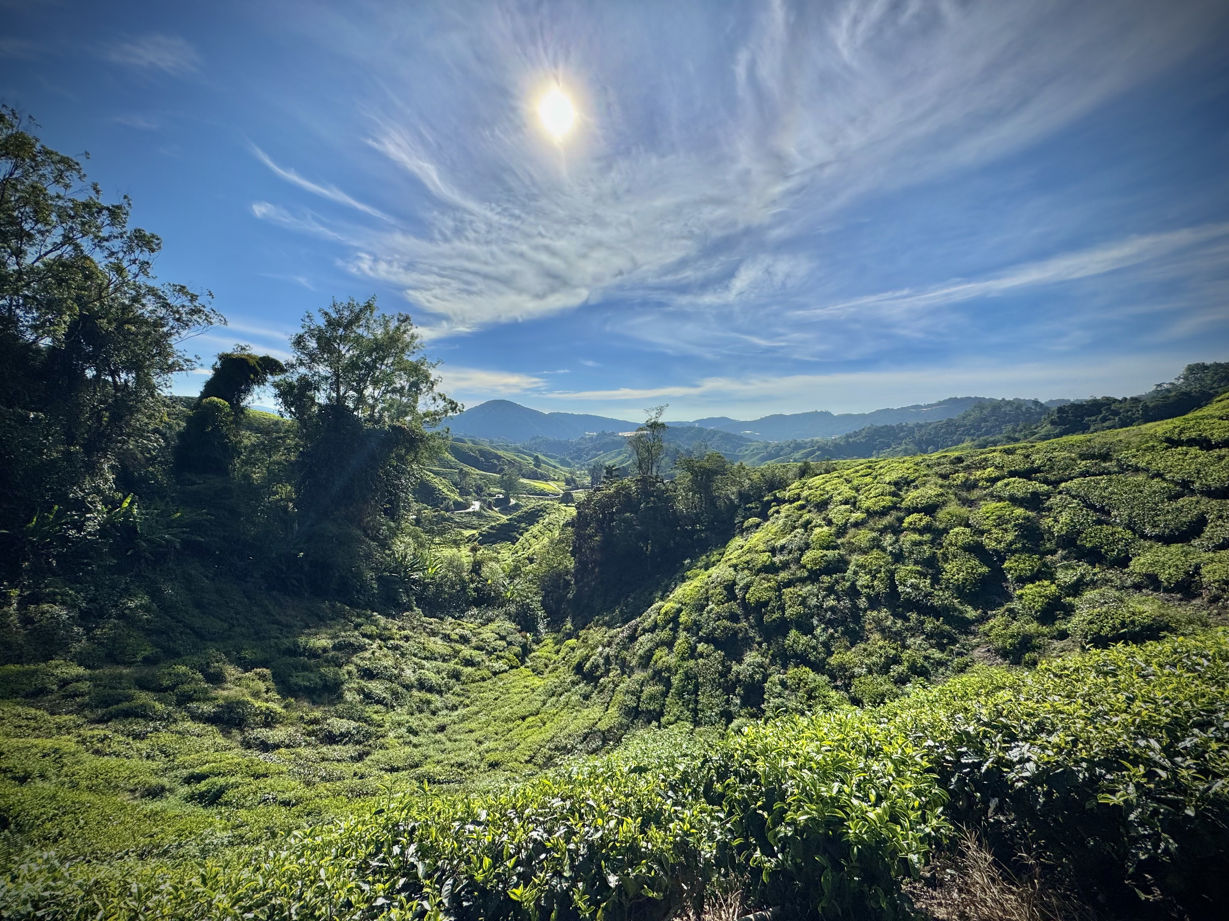 Camaron Highlands / Tanah Rata